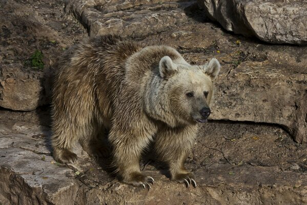 Oso polar sucio de pie en las rocas