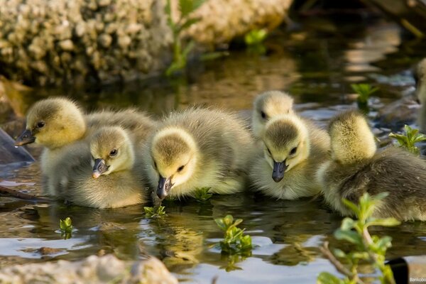 Cute goslings at a watering hole by the stream