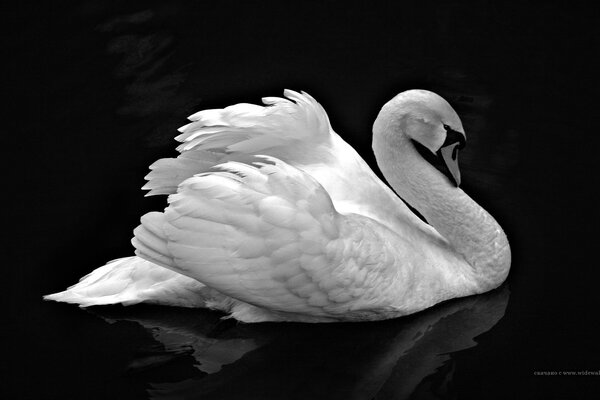 Cigno bianco su sfondo bianco e nero