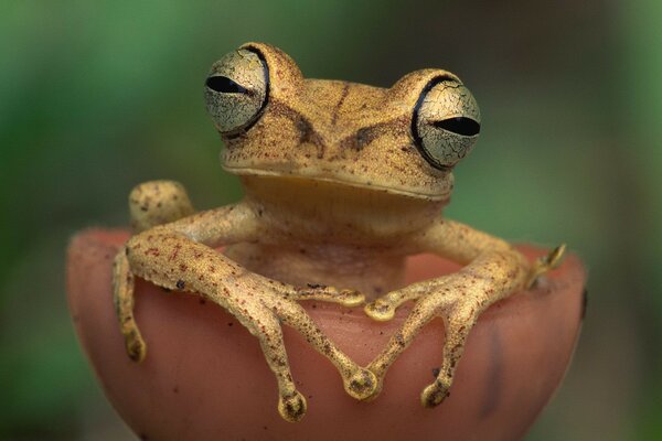 Une grenouille détendue pendait ses pattes