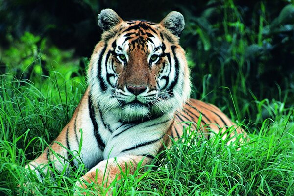 Tigre dans la nature photo de profil