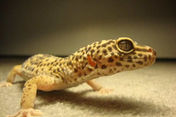 Photo d un lézard dans des taches avec un œil au beurre noir