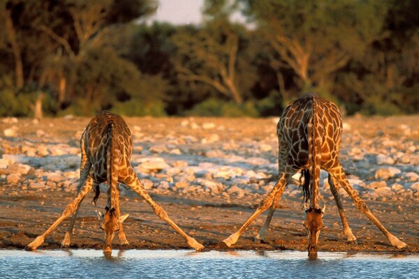 Zwei Giraffen mit gespreizten Beinen trinken Wasser