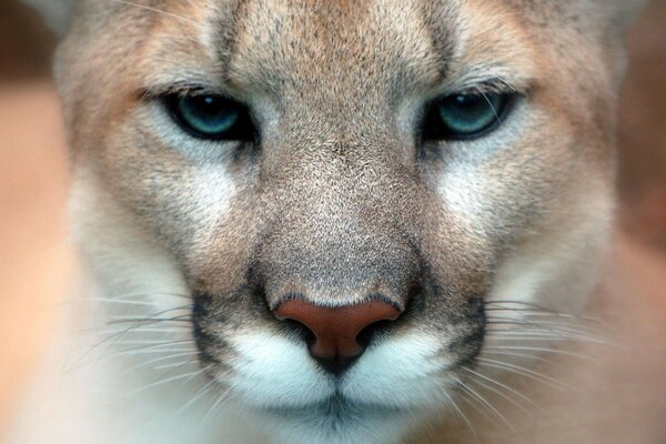 Seria bozal de un Puma adulto