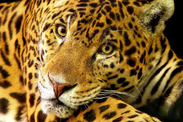 La mirada inteligente de un Jaguar manchado