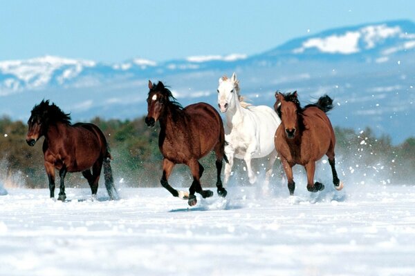 A herd of horses in a snowy field