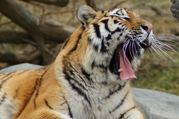 Un tigre adulte bâille en ouvrant sa bouche large