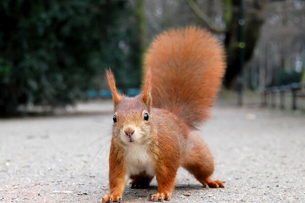 Ein rotes Eichhörnchen läuft im Park herum