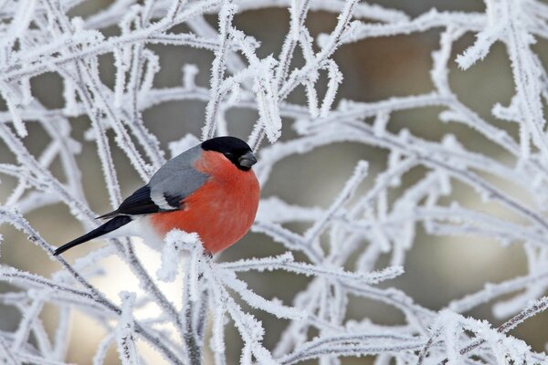 A plump bullfinch on a snowy branch