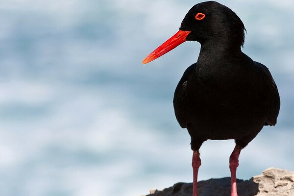 Photo of a black bird, a magpie sandpiper with a red beak