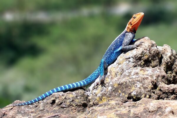 Lagarto multicolor arrastrándose sobre la piedra