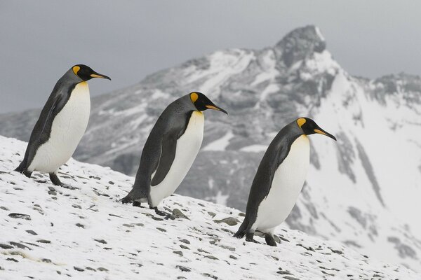 Pinguinspaziergang auf einem schneebedeckten Hang