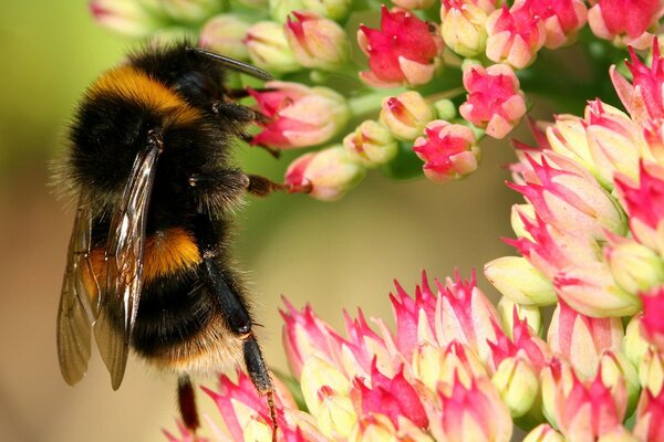 A shaggy bumblebee over a delicate flower