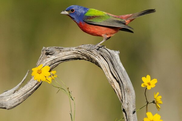 Pájaro abigarrado en una rama con flores amarillas