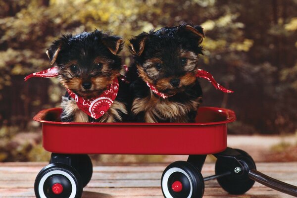 Two puppies are sitting in a cart