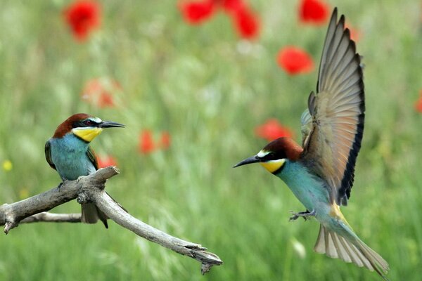 Photo d oiseaux en vol avec des ailes ouvertes