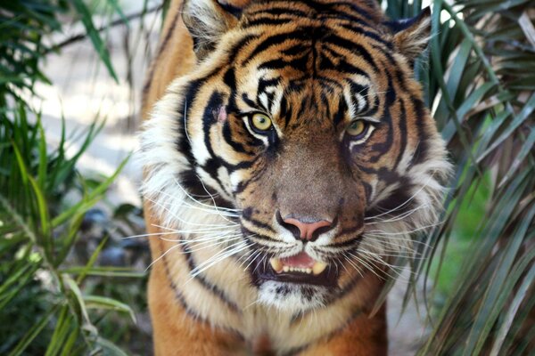 Tigre con boca abierta en la naturaleza