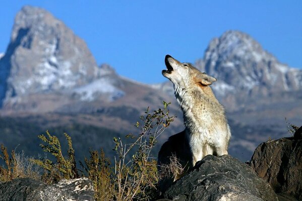 Der Wolf auf dem Hintergrund der Berge und des blauen Himmels heult