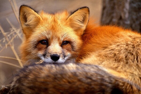 Der orangefarbene Fuchs schaut zu und ruht sich aus