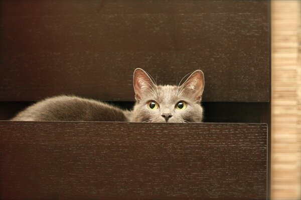 The gray minx hid in the chest of drawers