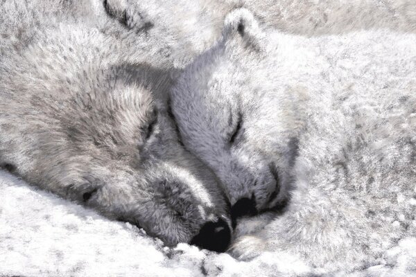 Mama bear and baby bear tenderness