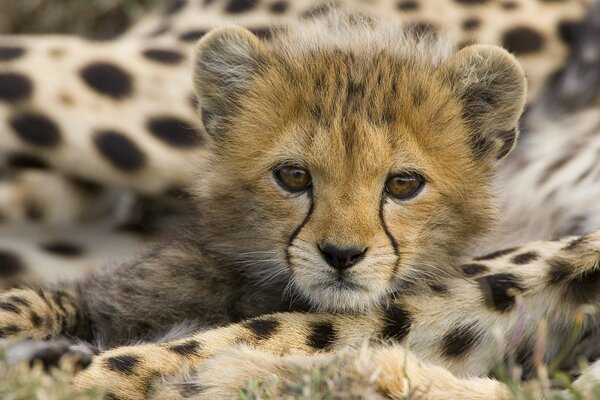 Pequeño leopardo en verano en África