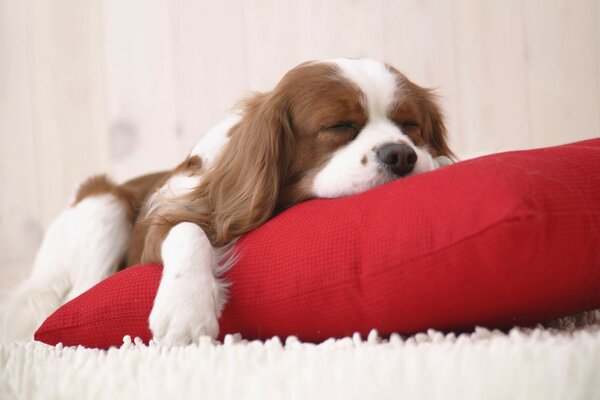 A brown and white puppy with long ears lies on a red pillow