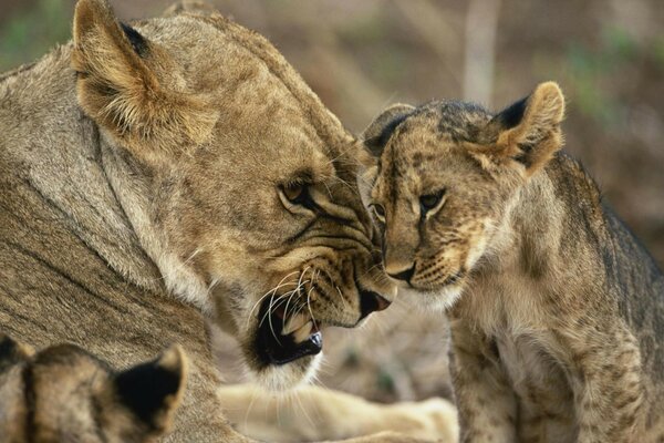 Raising a mother s son in the forest