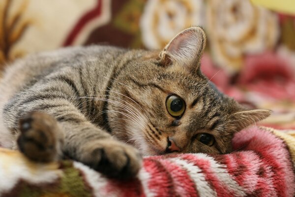 Cute striped cat resting after lunch