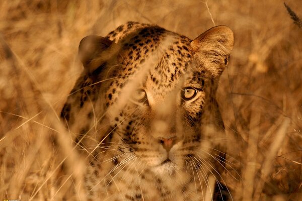 Ritratto di leopardo durante la caccia