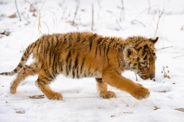 Ein kleines Tigerkind geht durch den Schnee