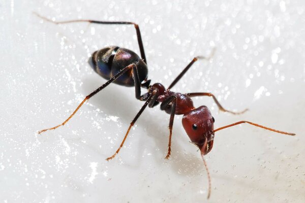 The ant in the macro is beautiful