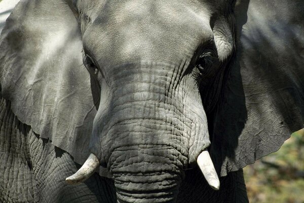 Elefante en la naturaleza