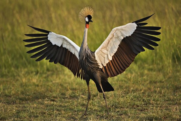 African crane standing on the field