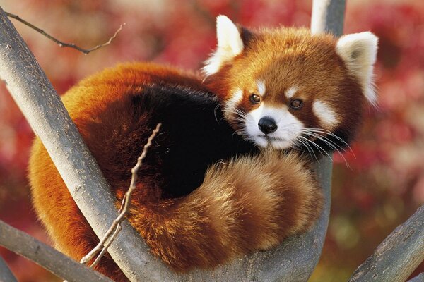 Roter Waschbär auf einem Baum