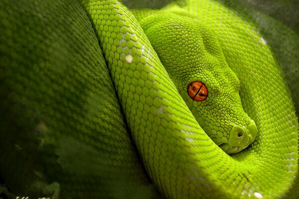 Serpente verde avvolto e addormentato