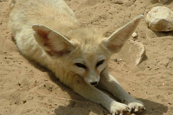 Zorro de orejas pequeñas tomando el sol en la arena