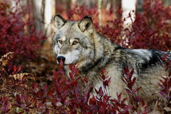 Lobo en el bosque en el follaje brillante