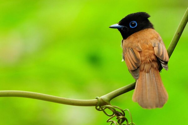 Petit oiseau assis sur une branche