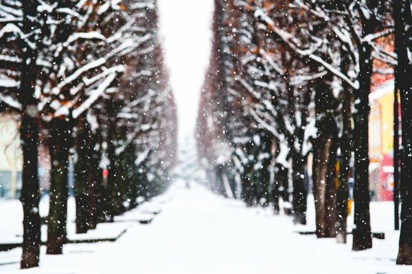 Winter time on the branches of a tree