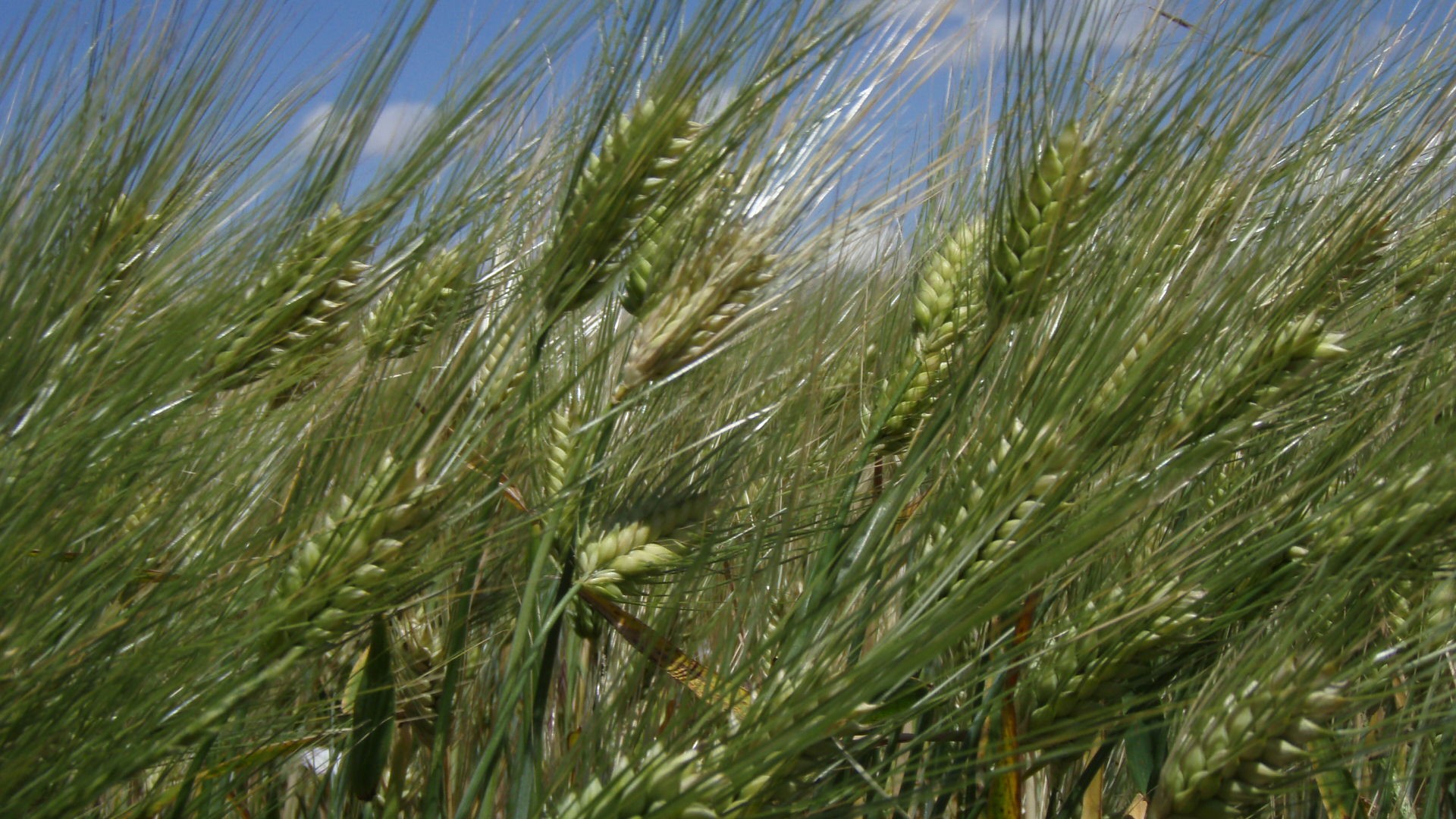 feld sommer weizen