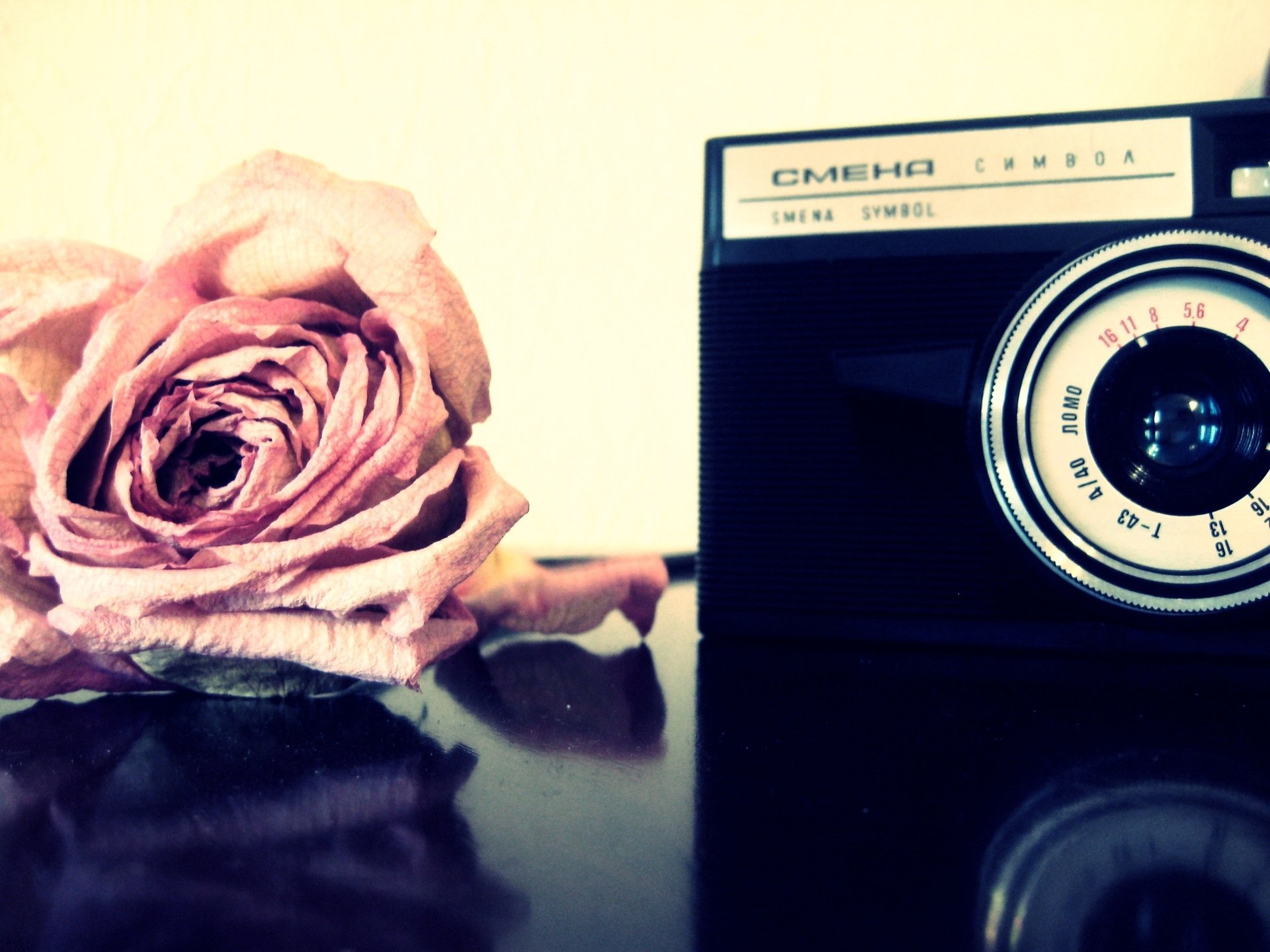 pink rose change flowers camera photography photo the camera rose