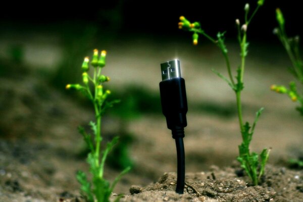 El cable USB crece fuera de la tierra como una planta