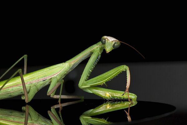 Mantis on the water in macro shooting