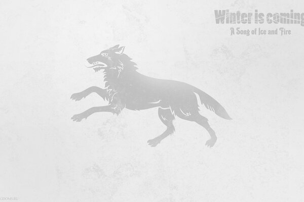 A gray wolf on a gray background. Winter is coming