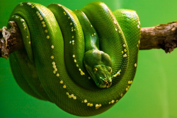 Reptil verde en una rama