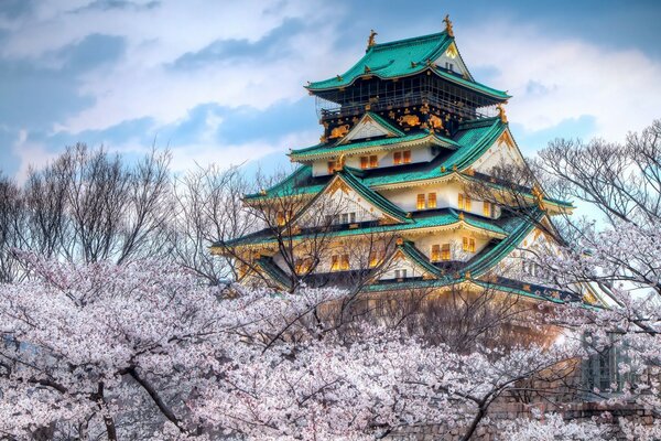 Sakura blossom spring China trees