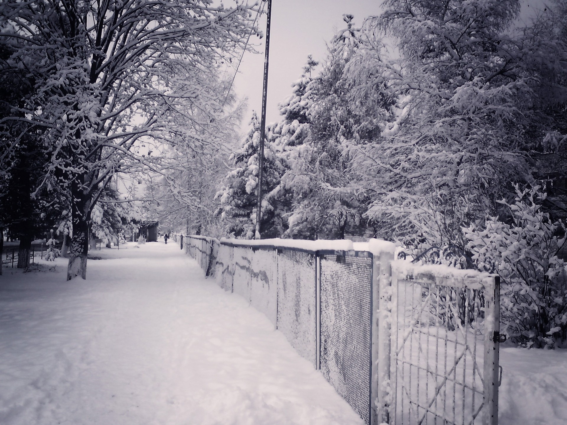 treet town night snow winter