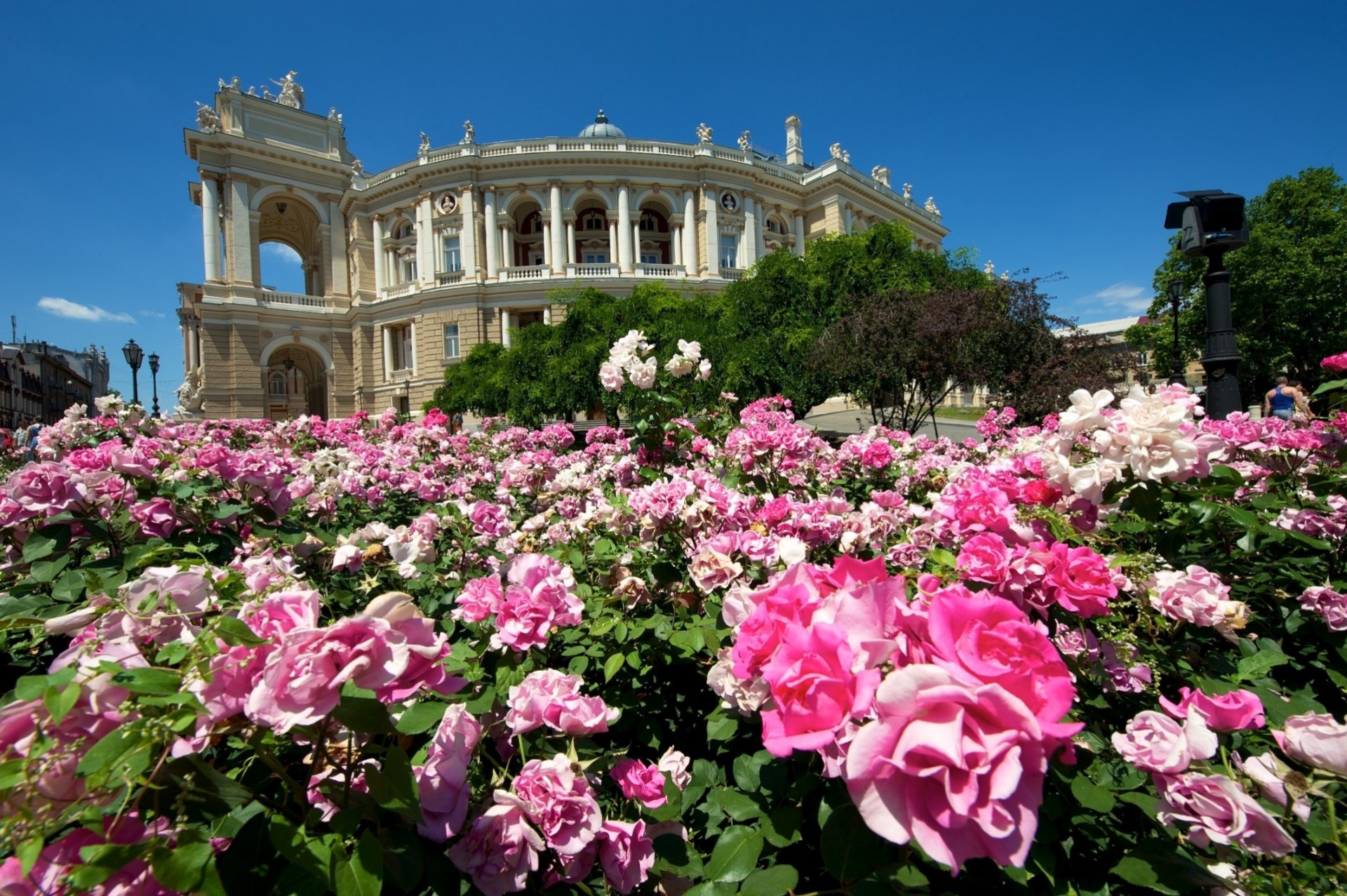 roses odessa flower ukraine house building bush