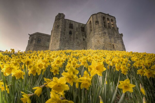 Les belles jonquilles devant la tour statuaire